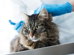 Cat receiving vaccination