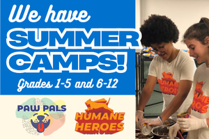 Summer Camp Graphic