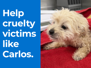 Puppy Carlos, victime of cruelty