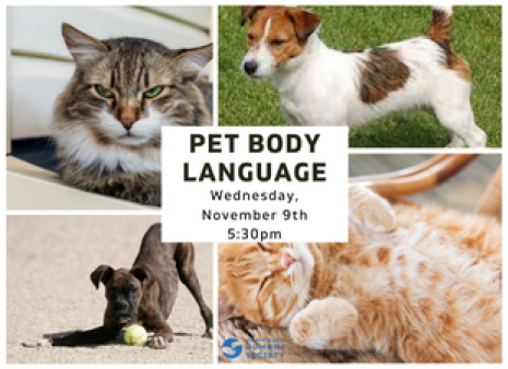 Pet Body Language