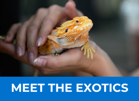 Meet the Exotics seminar