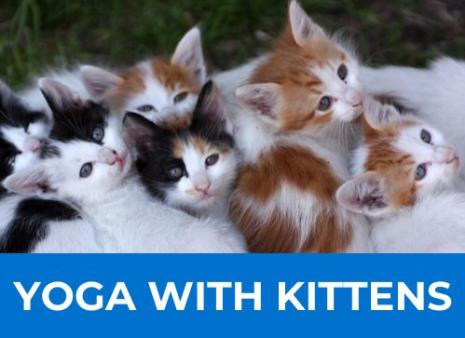 Yoga With Kittens