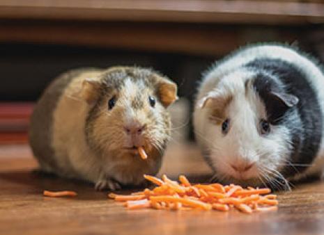 Guinea pigs eating carrots 