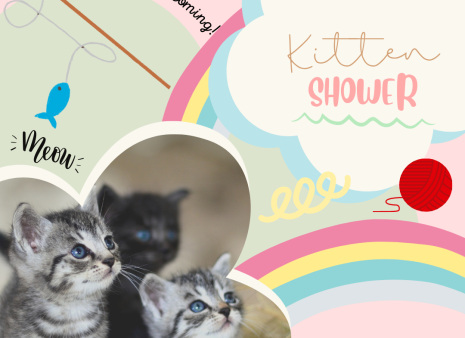 Kitten Shower