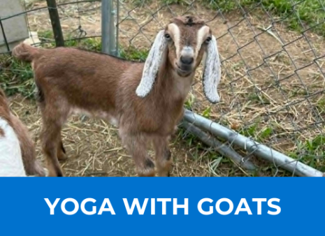 Yoga with Goats